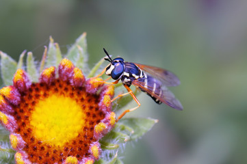 Bee on Flower