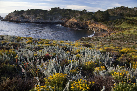 Wildflowers on Point Lobos Coastline _MG_ 1621
