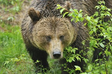 Fototapeta premium Braunbär