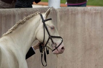 Cheval aux yeux bleus