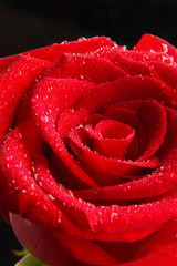 red rose with a dark background
