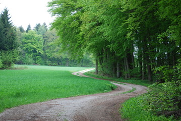 Waldweg