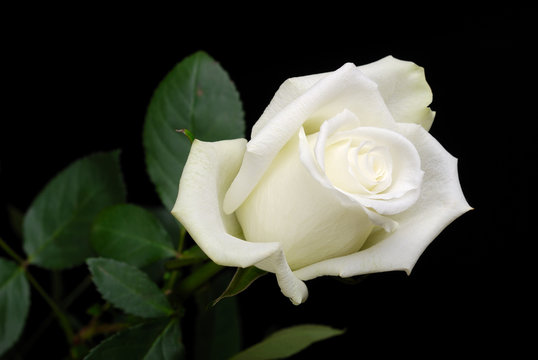 The white rose on black