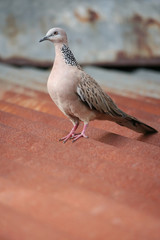 Bird