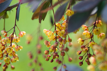 Gelbe Blüten an einem grünen Frühlingstrauch