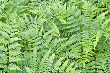 Fern leaves background