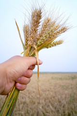 Man holding wheat in the fields