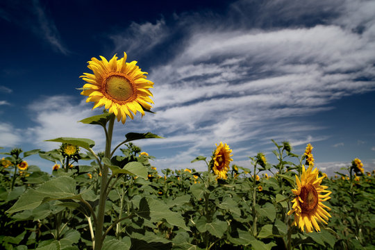 girasole nel campo in estate