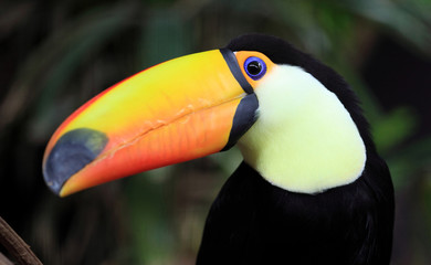 Naklejka premium portrait du toucan