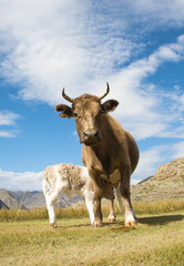 An adult cow and calf