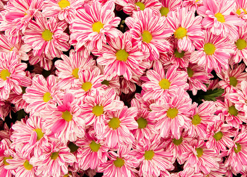 Pink and White flower background