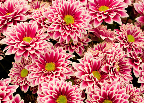 Pink and White flower background