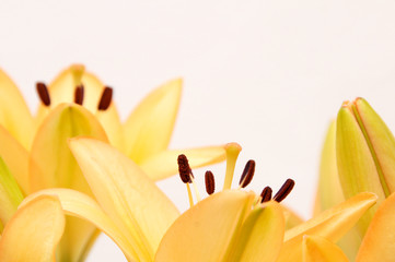 orange lilies closeup
