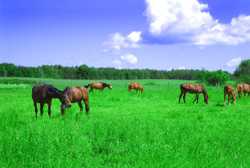 A herd of horses.