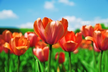 field with red tulips on a background blue sky