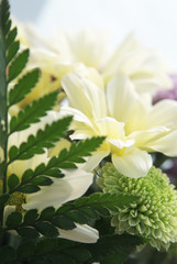 festive background of summer flowers with white and green chrysa