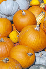 Colorful pumpkins