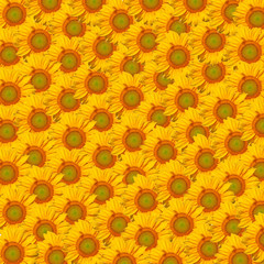 Fototapeta na wymiar beautiful yellow Sunflower