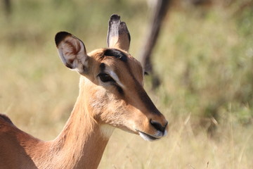 Impala Kruger Nationalpark