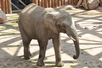 Elephant