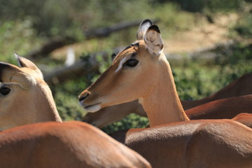 Impala Kruger Nationalpark
