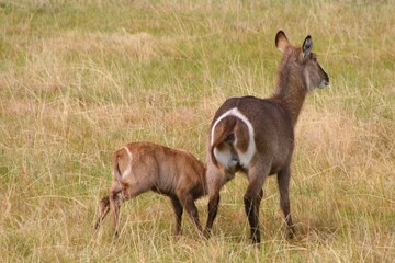 Kudu mit Baby