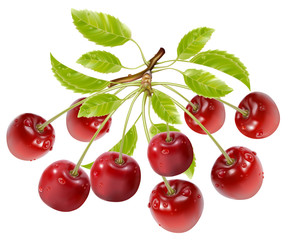 vector.Branch of ripe cherries with water drops and leaves..