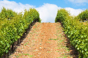 Fototapeta na wymiar Winnic w La Rioja