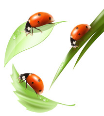 ladybug-green