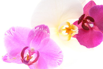 Orchid flowers over white - pink, white and purple
