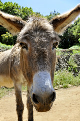 Fototapeta premium Esel Portrait