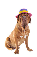 Big Dog in Hat