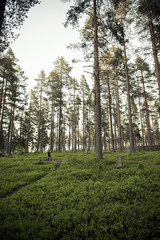 Fototapeta premium pine forest