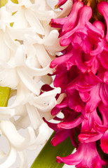 hyacinth
