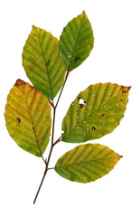 Blattoberseite einer Rotbuche im Herbst