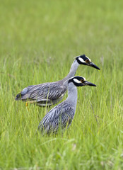 Yellow-crowned night-heron (Nyctanassa violacea)