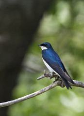 Tree Swallow, Tachycineta bicolor