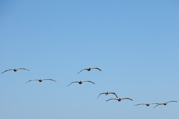 Brown Pelican (Pelecanus occidentalis) in flight