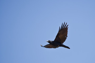 Black crow in flight
