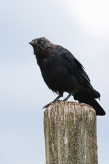 Jackdaw sitting on a picket