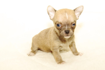 Chihuahua puppy