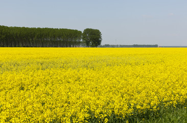 Obraz premium Campo di colza