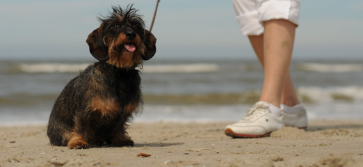 terrier