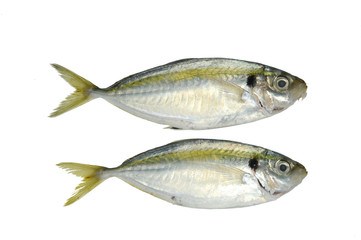 Two Fishes on White background