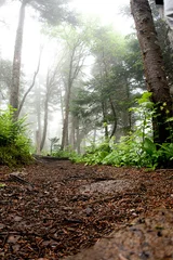 Deurstickers Nature trail in forest © mario beauregard