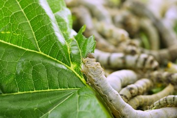 silkworms eating mulberry leaf closeup