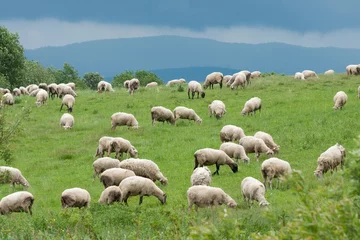 Crédence de cuisine en verre imprimé Moutons Field full of grazing sheep