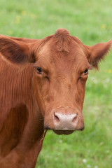 Cow in field