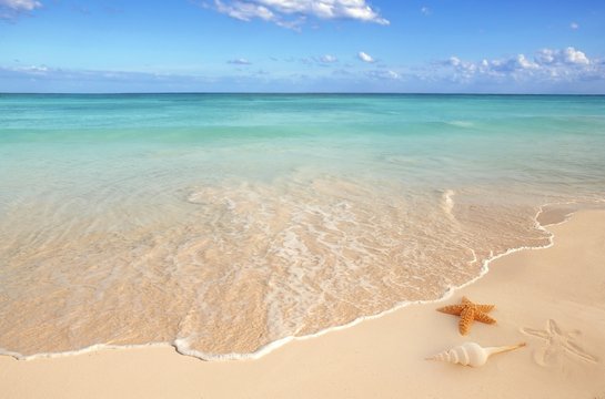 sea shells starfish tropical sand turquoise caribbean