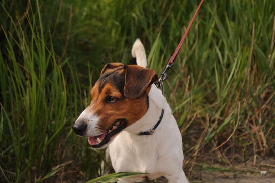 Jack Russel